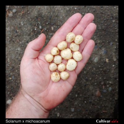 Tubers of the wild potato species Solanum x michoacanum