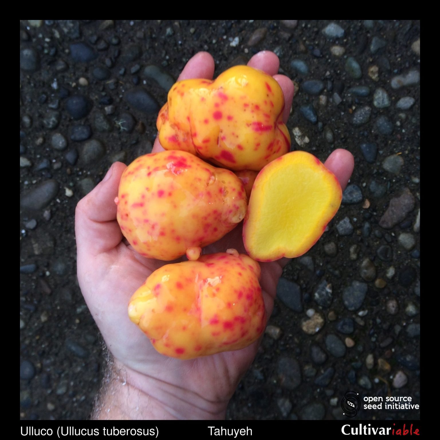 Tubers of the Cultivariable Original ulluco (Ullucus tuberosus) variety 'Tahuyeh'