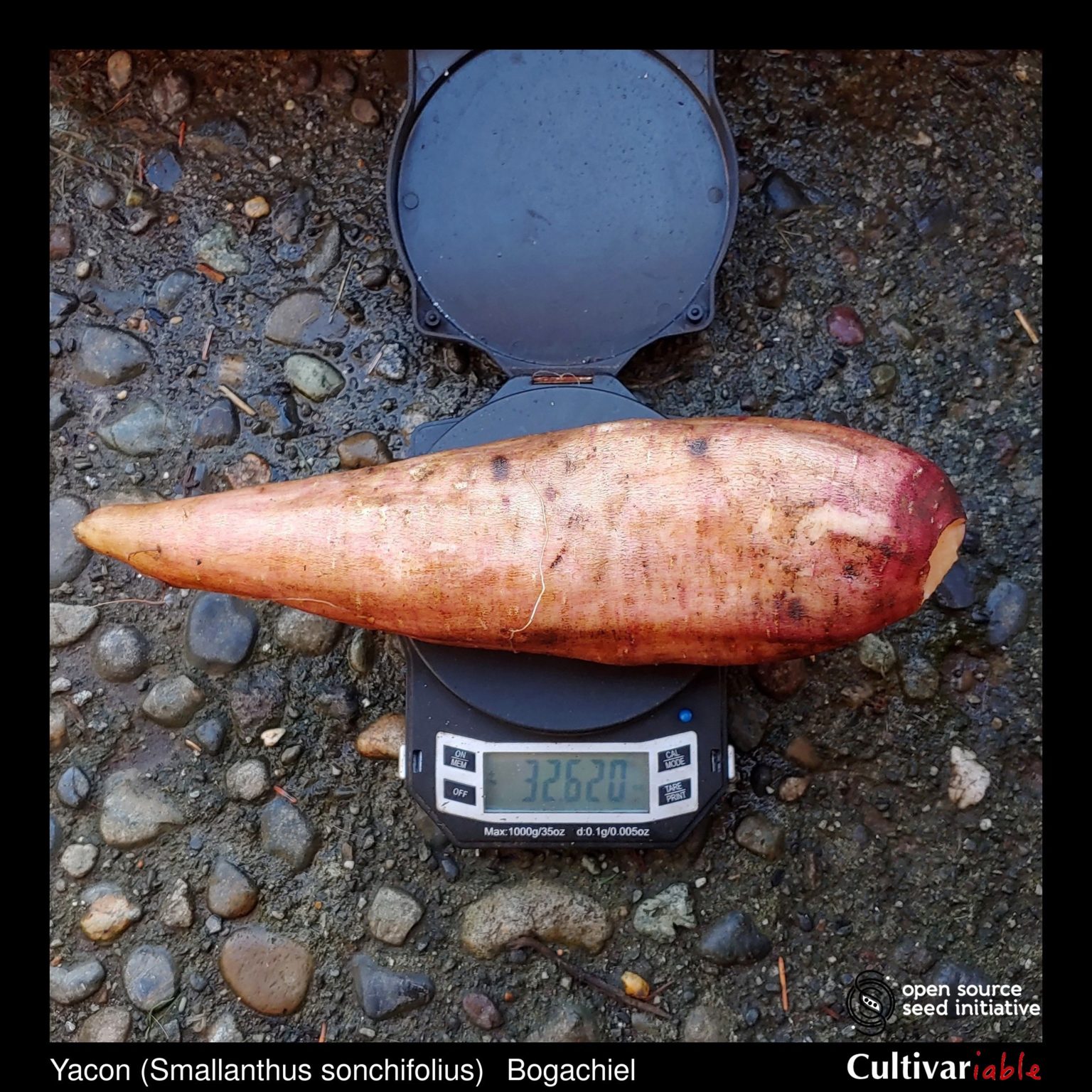 Roots of the Cultivariable original yacon (Smallanthus sonchifolius) variety 'Bogachiel'