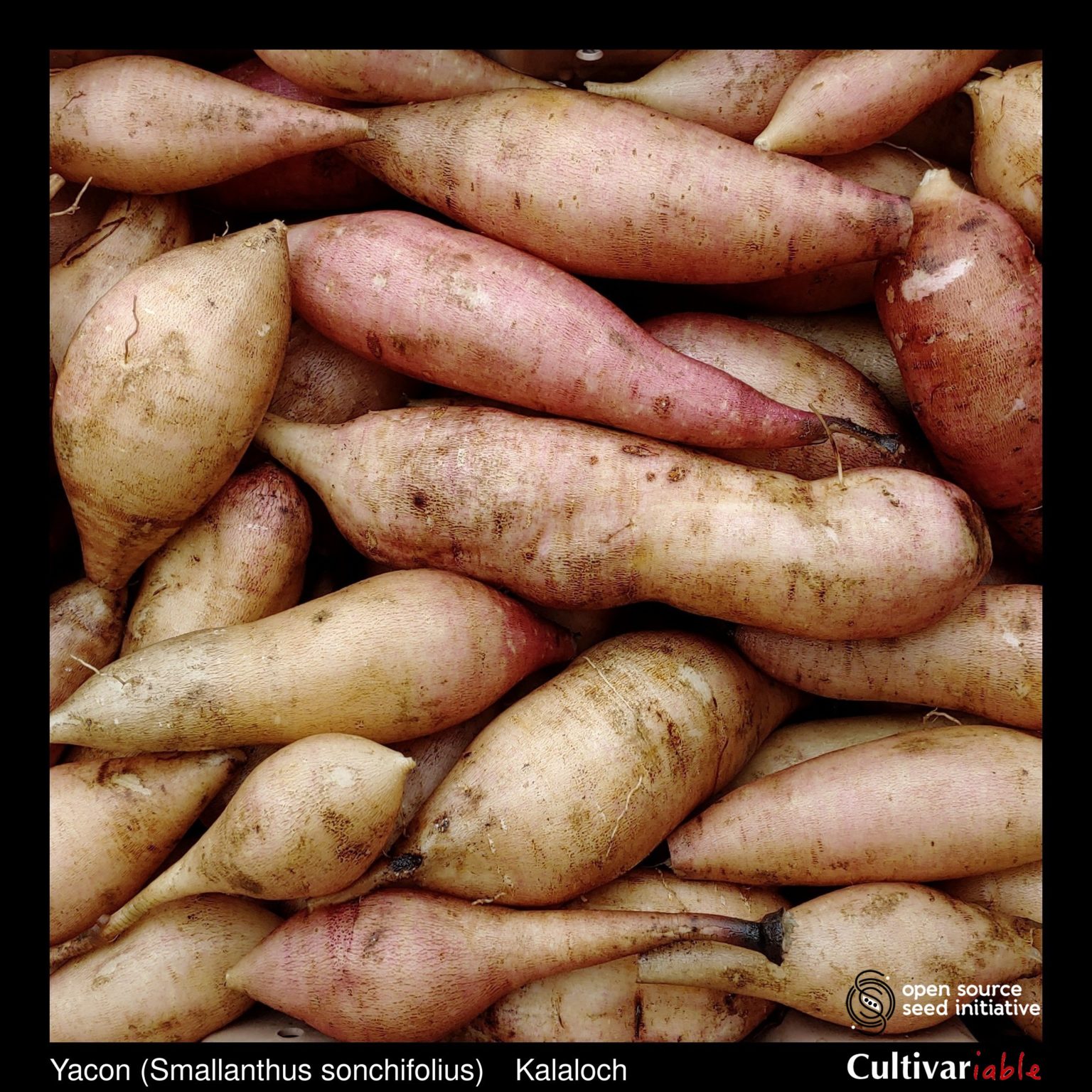 Roots of the Cultivariable original yacon (Smallanthus sonchifolius) variety 'Kalaloch'