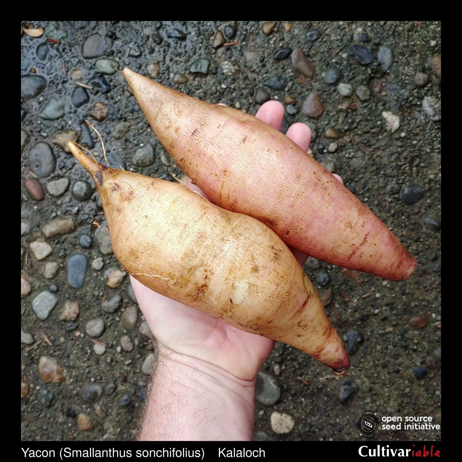 Roots of the Cultivariable original yacon (Smallanthus sonchifolius) variety 'Kalaloch'