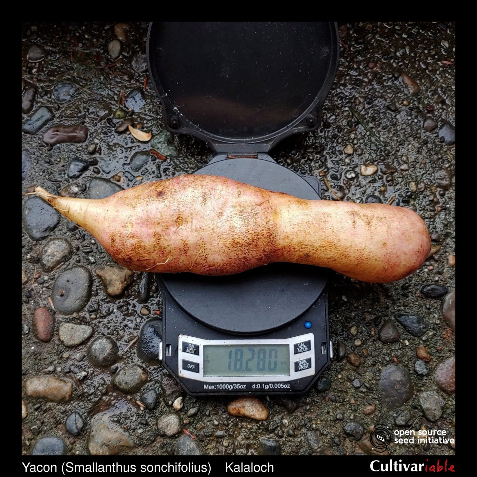 Roots of the Cultivariable original yacon (Smallanthus sonchifolius) variety 'Kalaloch'