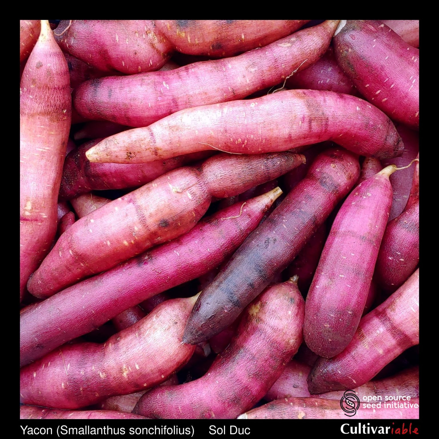 Roots of the Cultivariable original yacon (Smallanthus sonchifolius) variety 'Sol Duc'