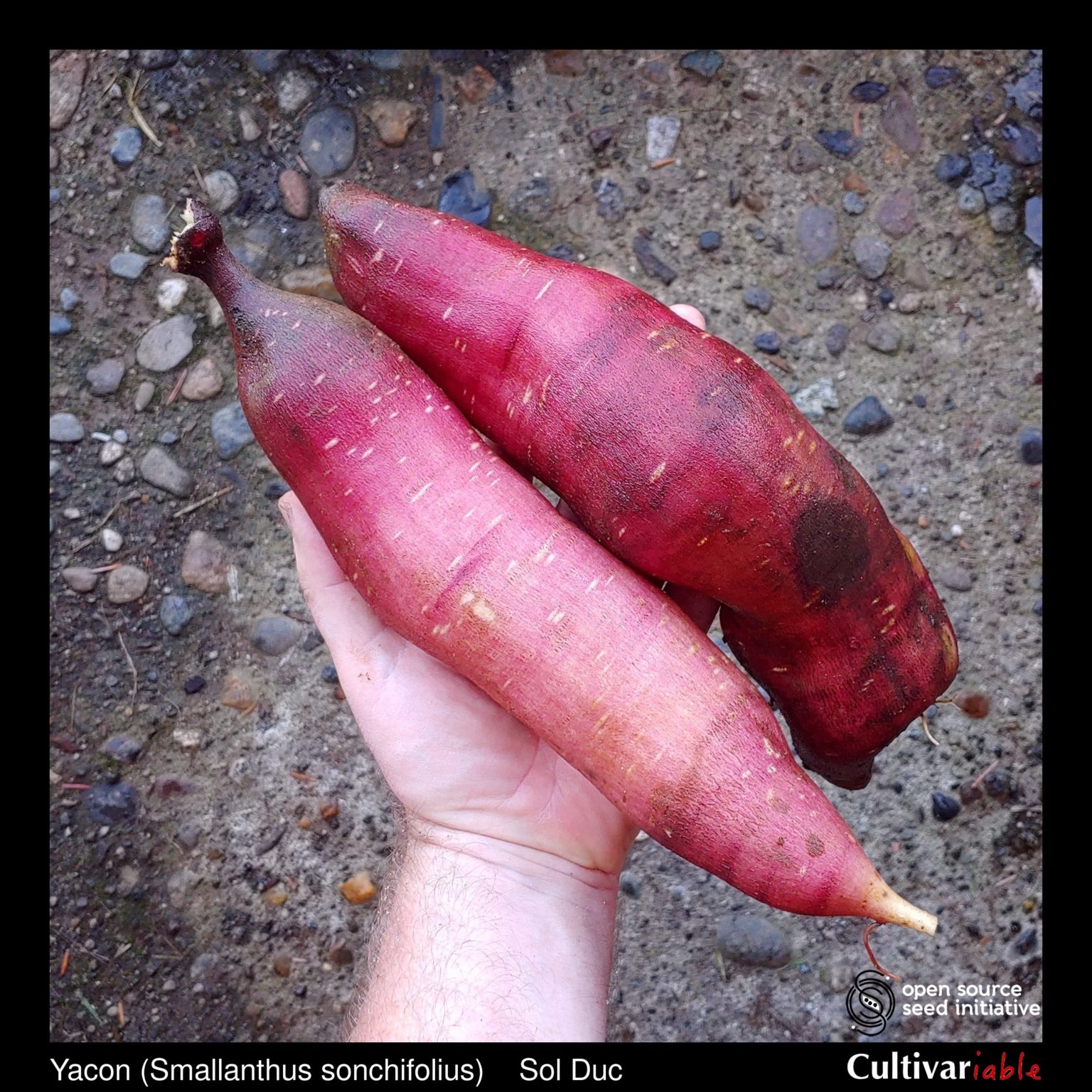 Roots of the Cultivariable original yacon (Smallanthus sonchifolius) variety 'Sol Duc'