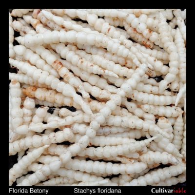 Tubers/rhizomes of Florida betony (Stachys floridana)