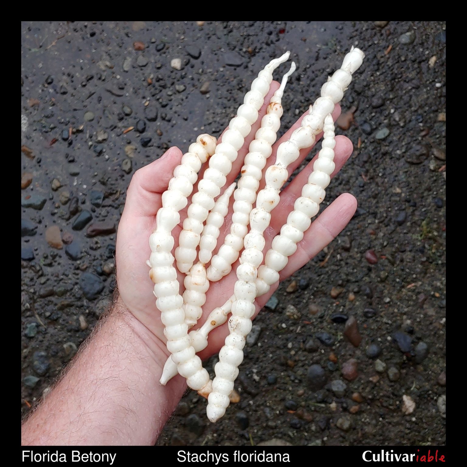 Tubers/rhizomes of Florida betony (Stachys floridana)