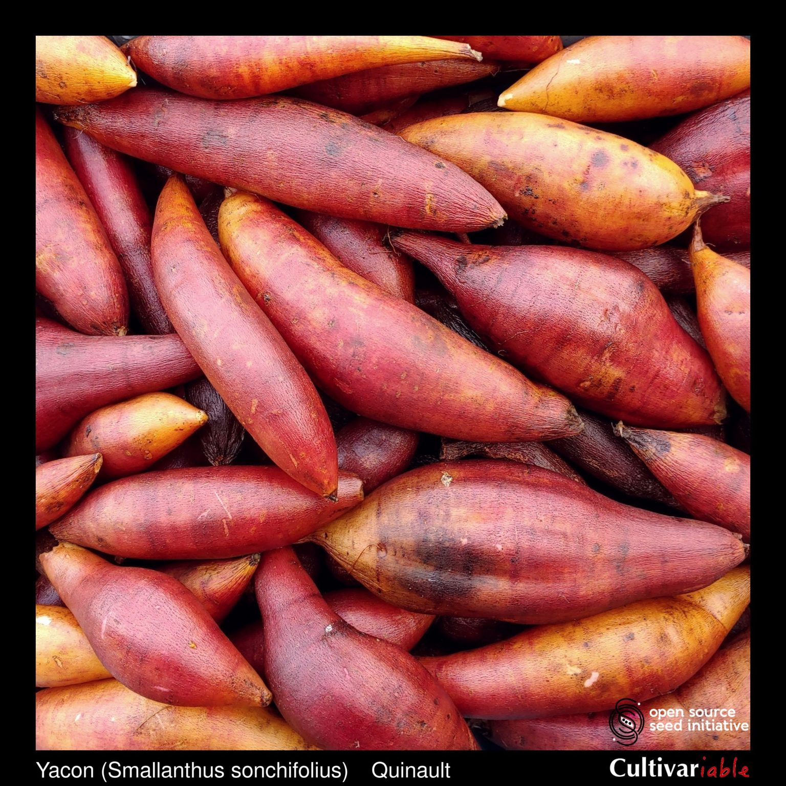 Roots of the Cultivariable original yacon (Smallanthus sonchifolius) variety Quinault'