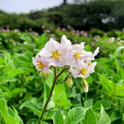 Flower of the potato (Solanum tuberosum) variety 'Ozette'
