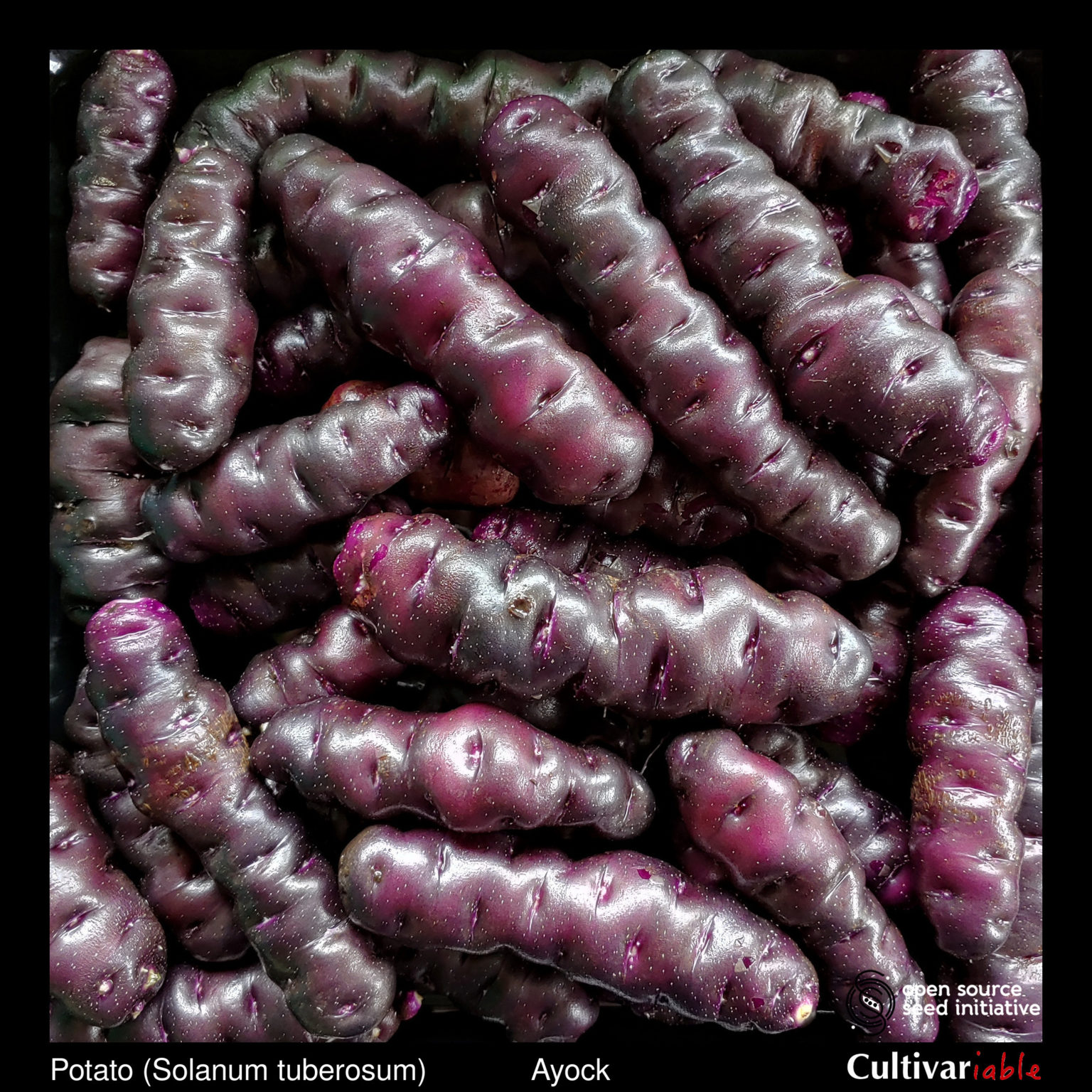 Tubers of the Cultivariable original potato variety 'Ayock'