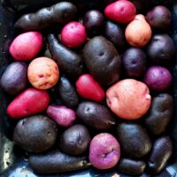Seedlings from TPS of the Cultivariable original potato variety 'Gunter Blue'