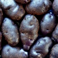 Tubers of the Cultivariable original potato variety 'Gunter Blue'
