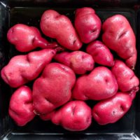 Tubers of the Cultivariable original potato variety 'Gunter Red'