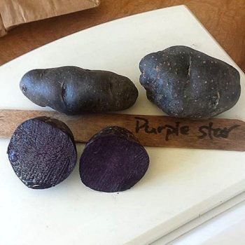 Tubers of the potato variety 'Purple Star'