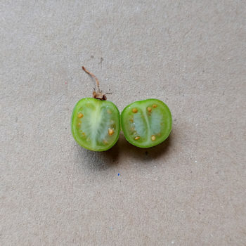 Cut S.maglia berry, showing a few seeds