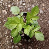 Plant of the wild potato species Solanum x edinense