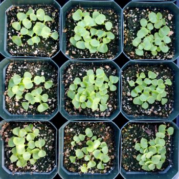 Seedlings of mauka (Mirabilis expansa)