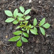 Solanum acroscopicum PI 607891 seedling