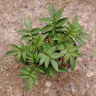 Aerial plant of the wild potato species Solanum longiconicum