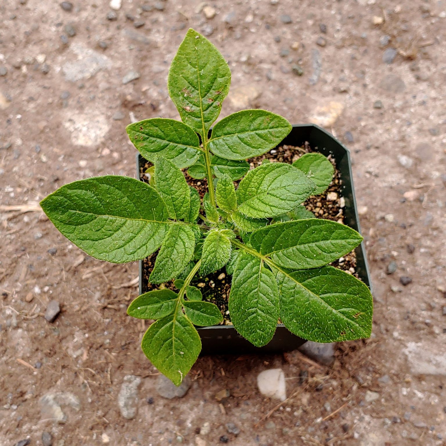 Solanum maglia x domesticated diploid potato cross