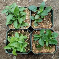 Seedlings of the wild potato species Solanum paucissectum