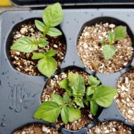 Seedlings of the wild potato species Solanum scabrifolium