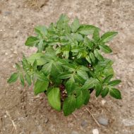 Aerial plant of the wild potato species Solanum x sambucinum