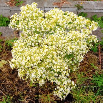 Tartar Bread Plant (Crambe tataria) in flower