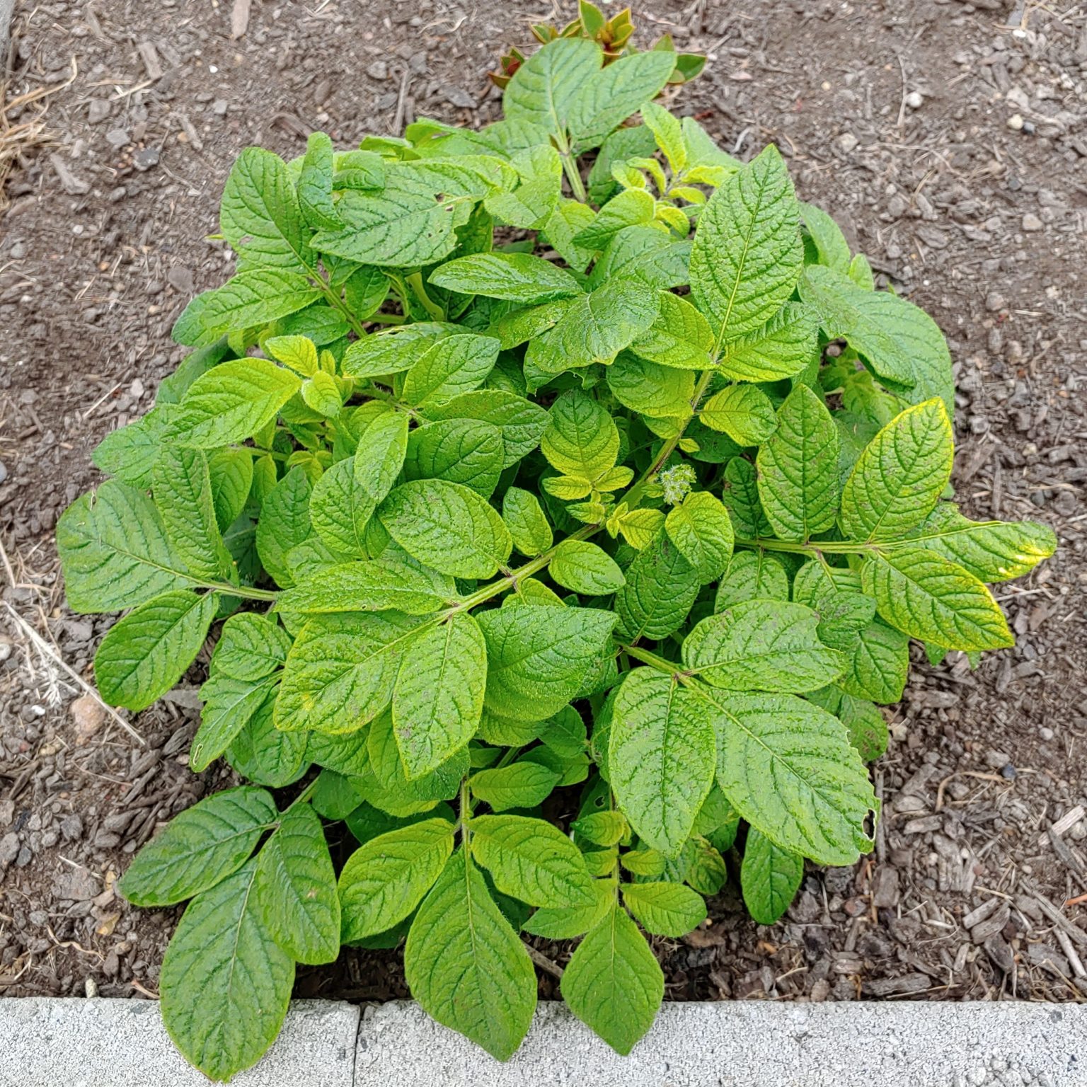 Solanum maglia x domesticated diploid hybrid