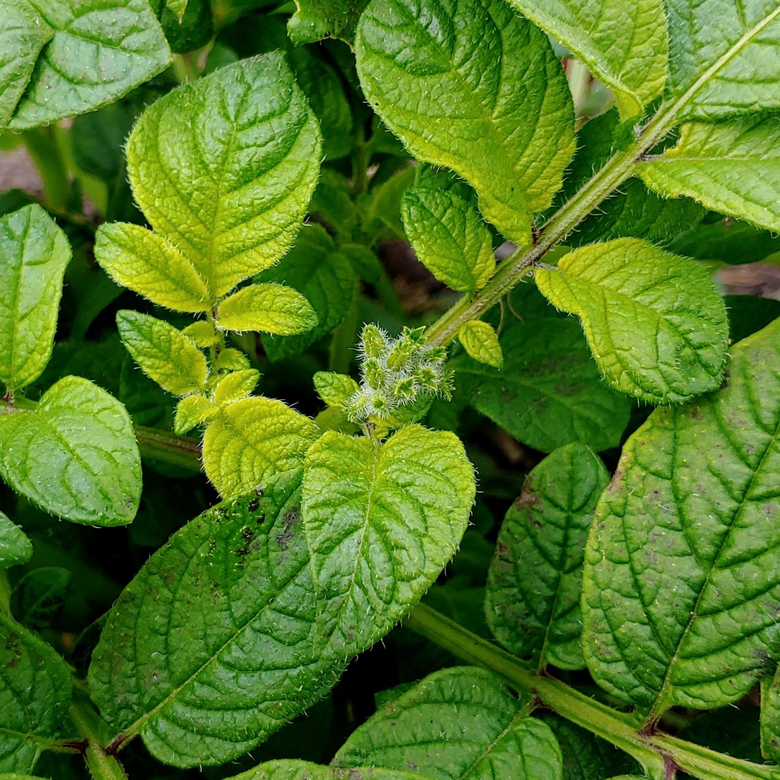 Flower buds on Solanum maglia x domesticated diploid hybrid