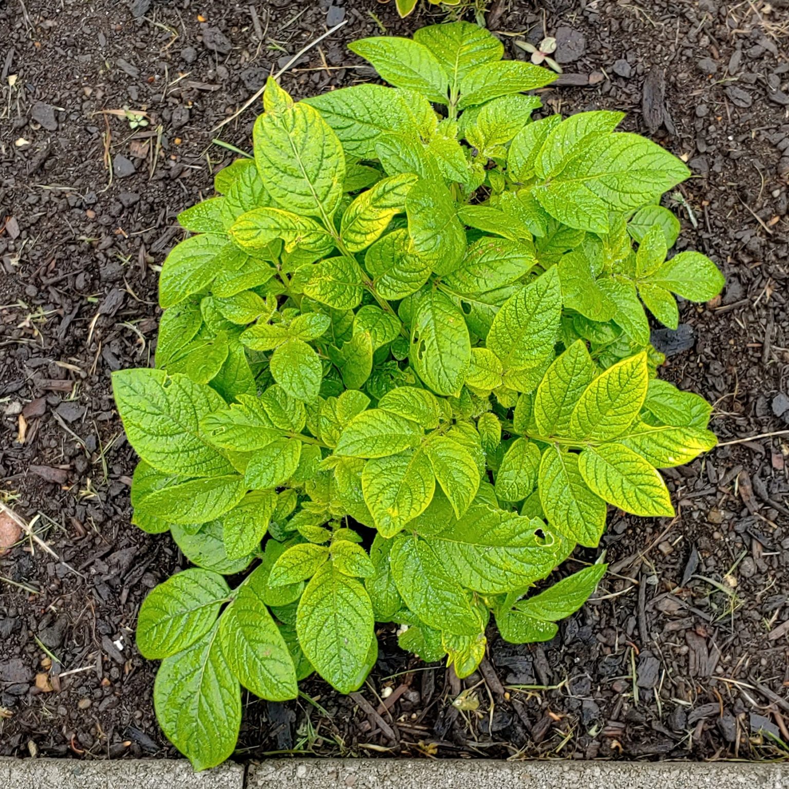 Solanum maglia x domesticated diploid potato hybrid