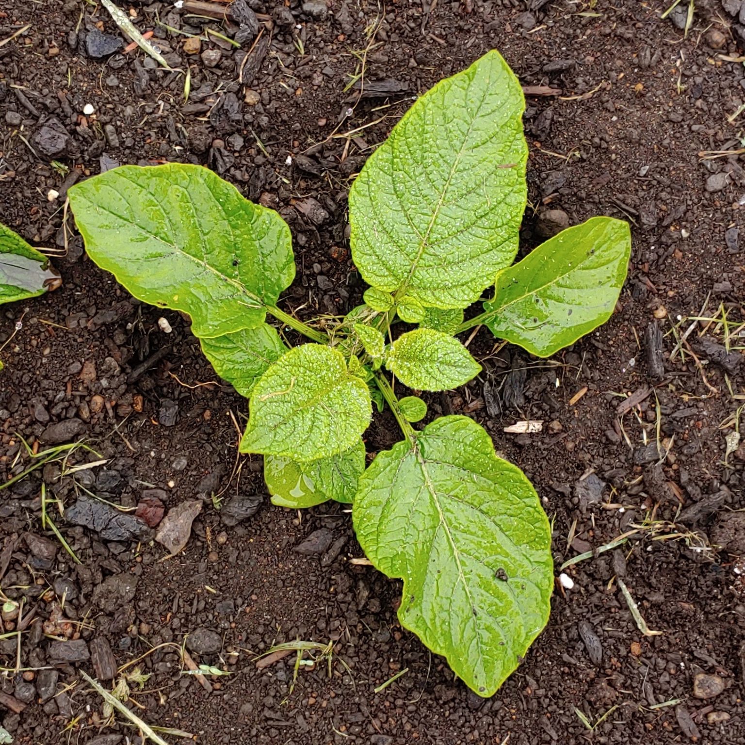 Solanum maglia x domesticated diploid potato cross