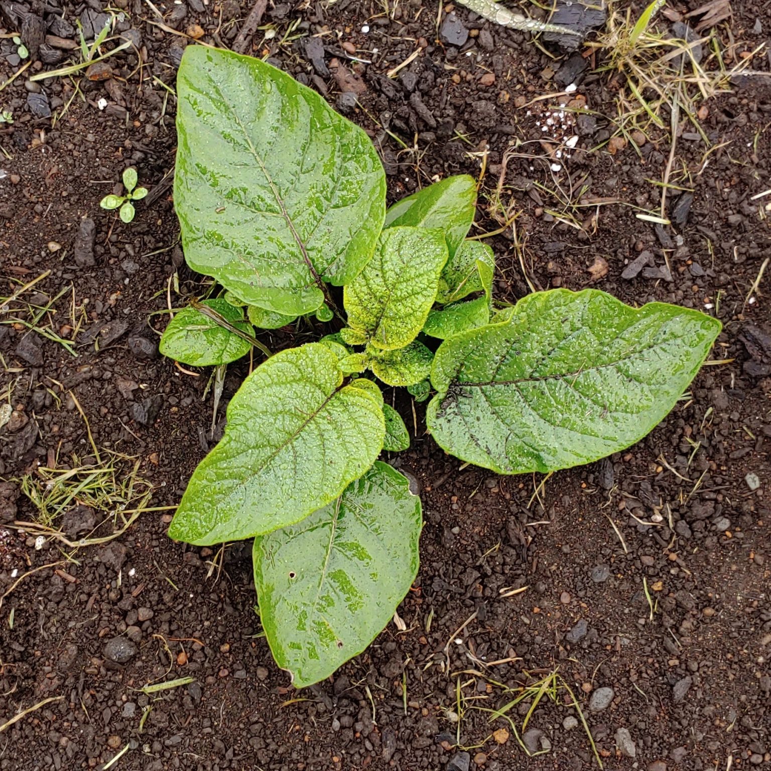 Solanum maglia x domesticated diploid potato cross