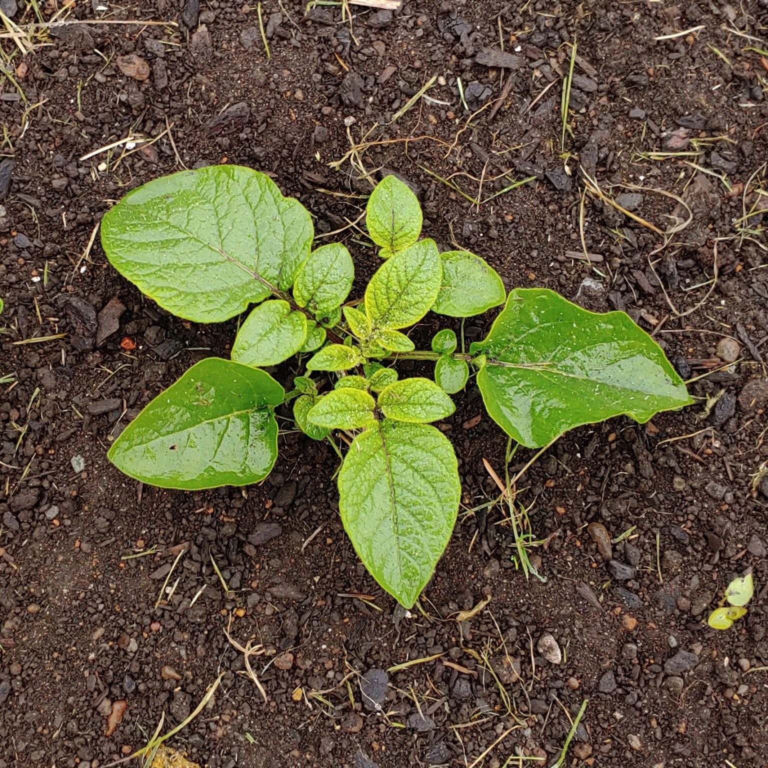 Solanum maglia x domesticated diploid potato cross