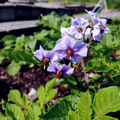 Flower of the potato (Solanum tuberosum) variety 'All Blue'