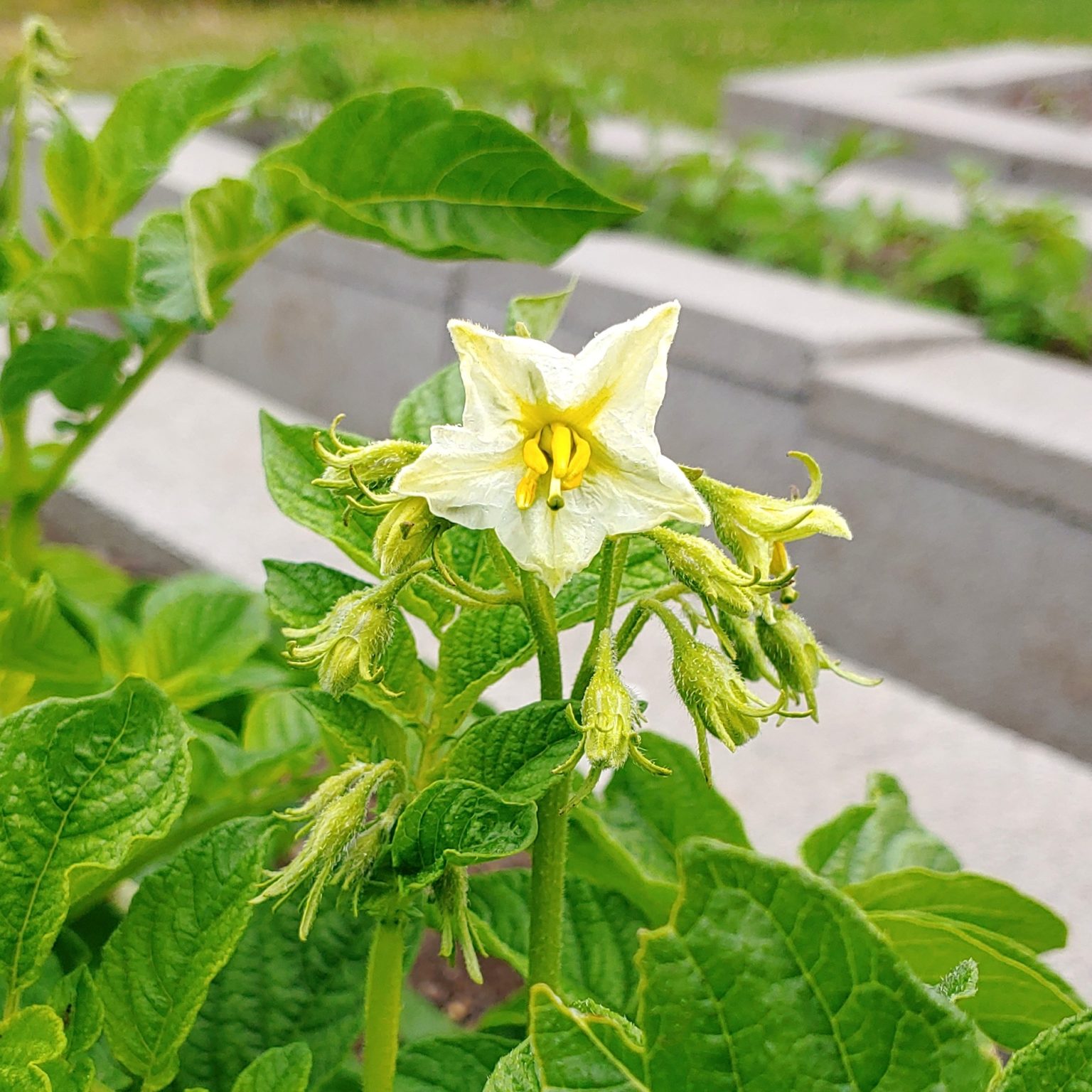Flower of the haploid potato breeding line 'BS 278'