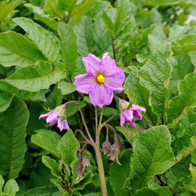 Flower of the Peruvian potato (Solanum tuberosum) variety 'Chiquilla Pitiquiña"