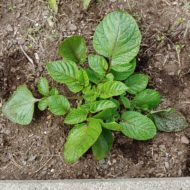 Seedling of the TPS potato variety 'Clancy'