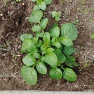 Seedling of the TPS potato variety 'Clancy'