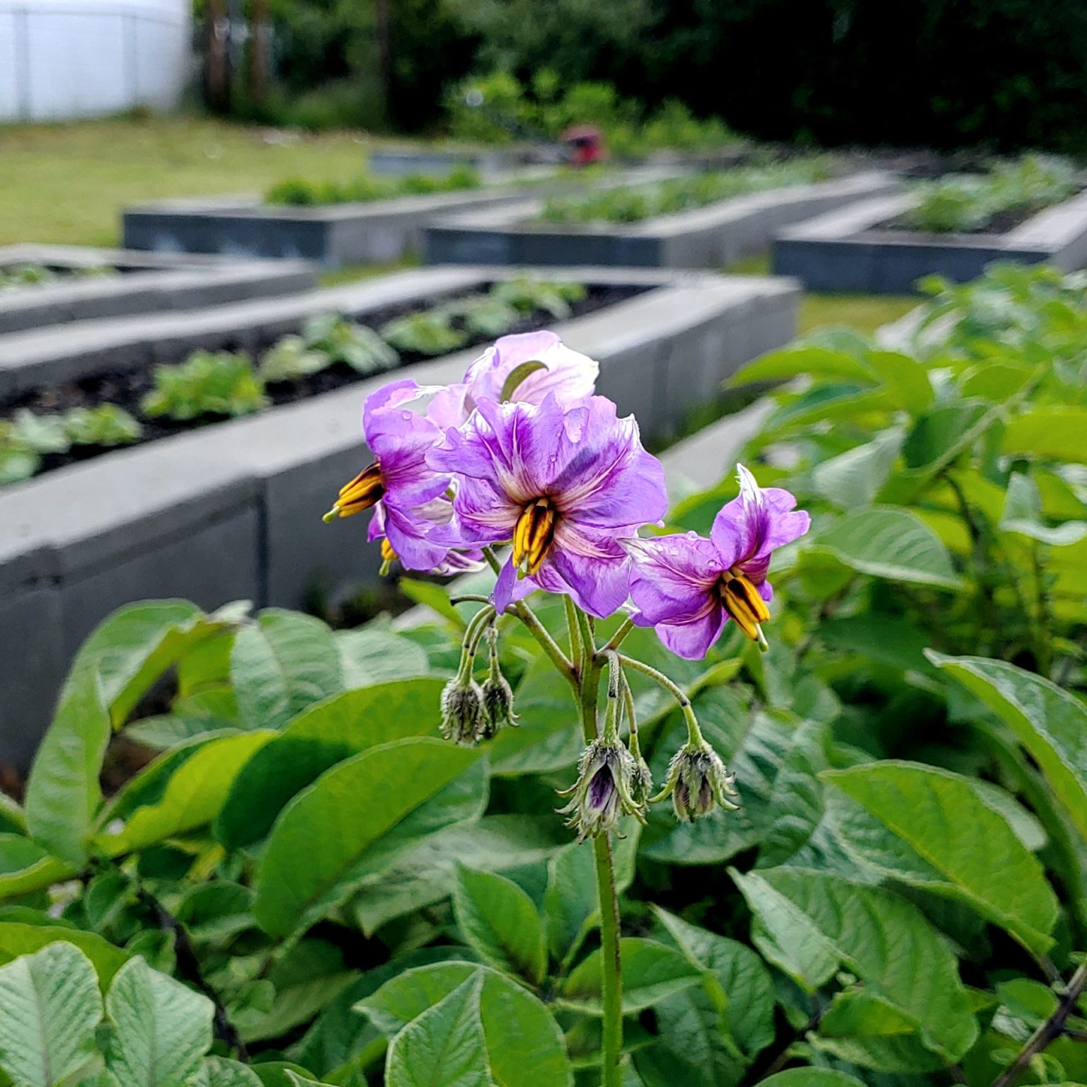 Flowers of the Cultivariable original potato (Solanum tuberosum) variety 'Gunter Blue'