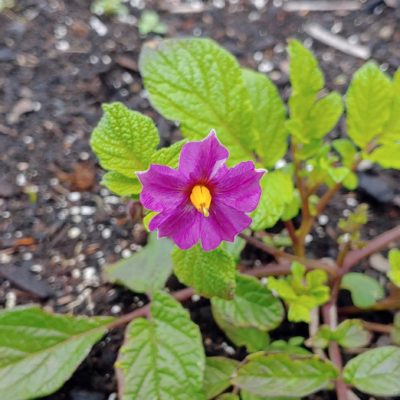 Flower of the potato (Solanum tuberosum) variety 'Gunter Red'