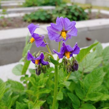 Flower of the potato (Solanum ajanhuiri) variety 'Jancko Ajawiri'