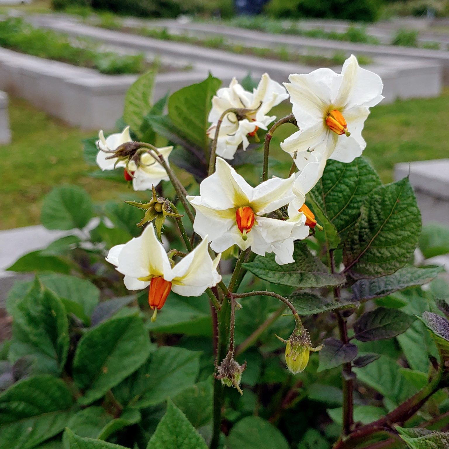 Flowers of the Cultivariable original potato variety 'Loowit'