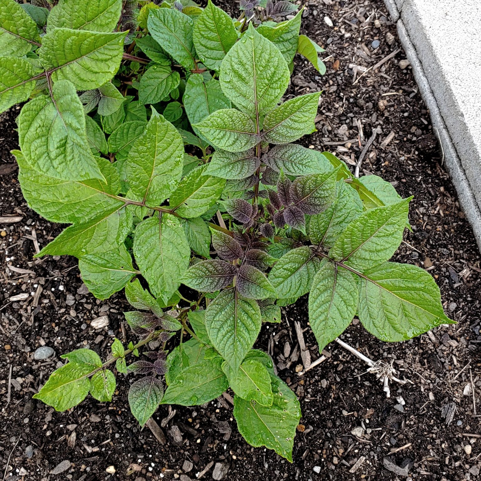 Foliage of the Cultivariable original potato (Solanum tuberosum) variety 'Loowit'
