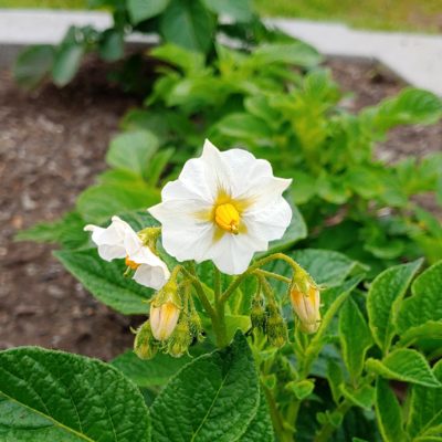Flower of the heirloom potato variety 'Lumper'