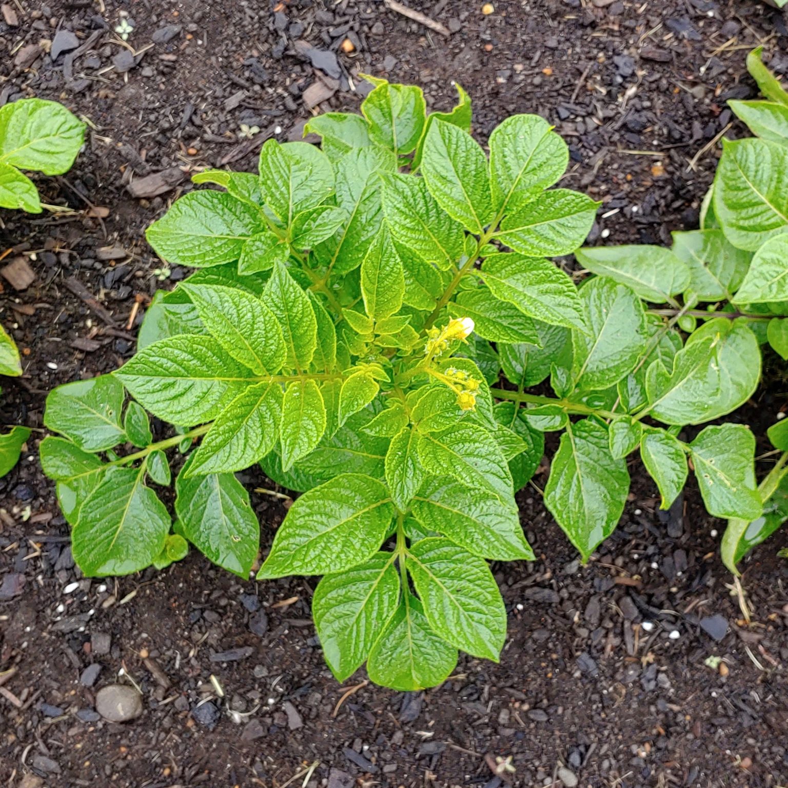 Aerial plant of the potato (Solanum tuberosum) variety 'Lumper'