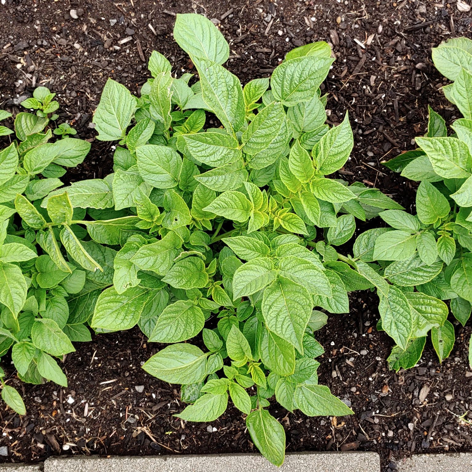Aerial plant of the potato (Solanum tuberosum) variety 'Ozette'