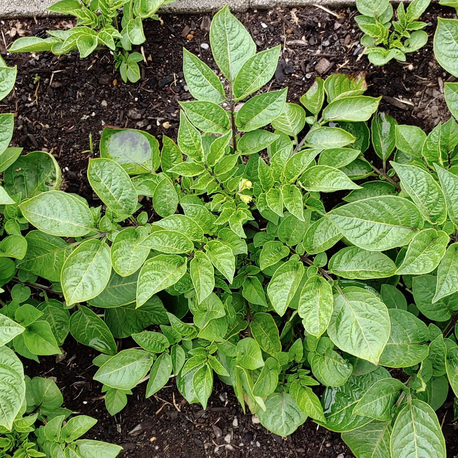 Aerial plant of the potato (Solanum tuberosum) variety 'To-Le-Ak'