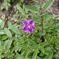 Flower of the wild potato species Solanum acroscopicum