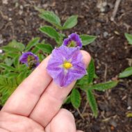 Flower of the diploid wild potato species Solanum acroscopicum