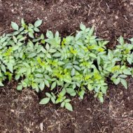 Plants of the wild potato species Solanum cardiophyllum